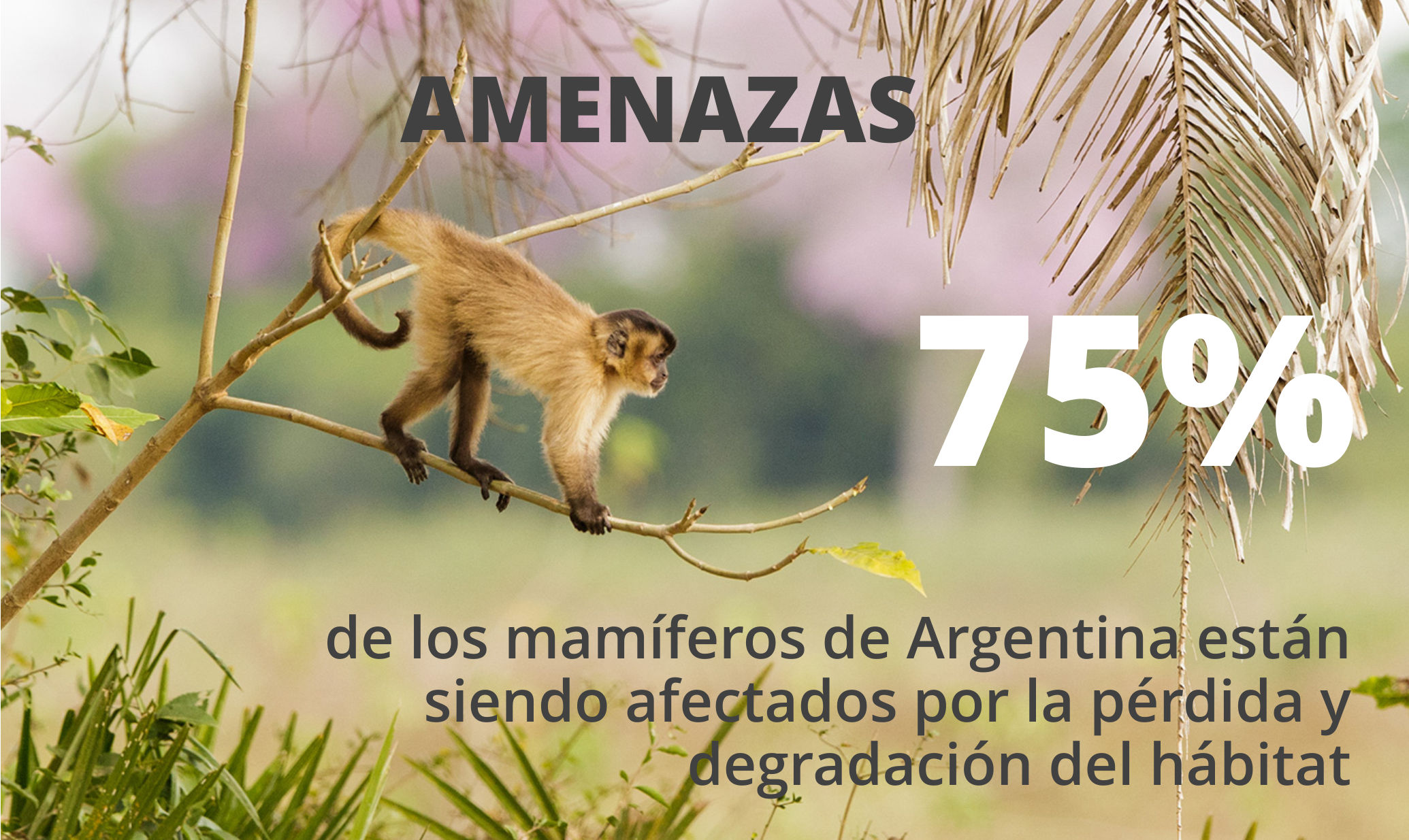 75% de los mamíferos de Argentina son amenazados por la pérdida y degradación del hábitat. Foto: Andrés Ruggeri