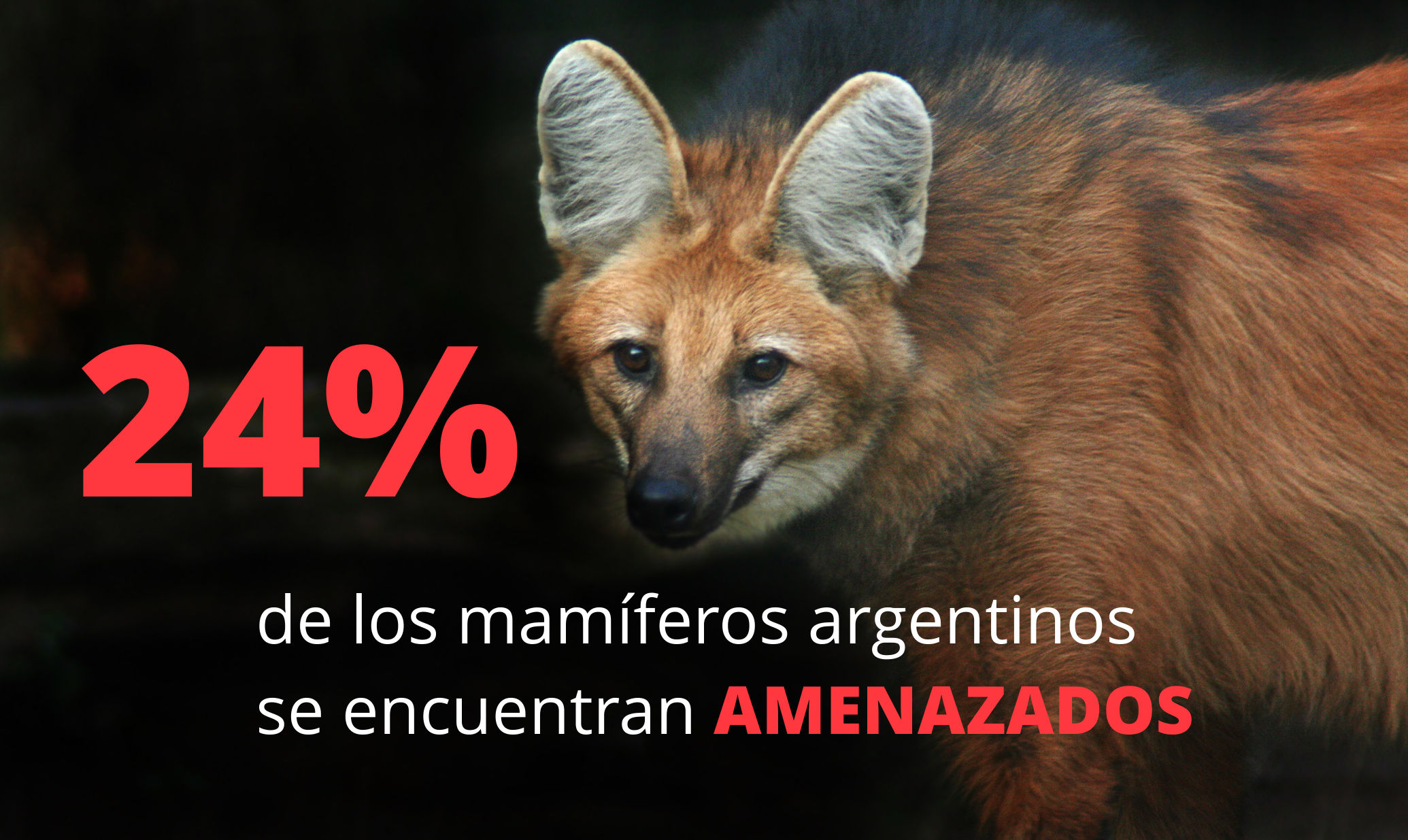 24% de los mamíferos argentinos se encuentran amenazados. Foto: Belén Etchegaray