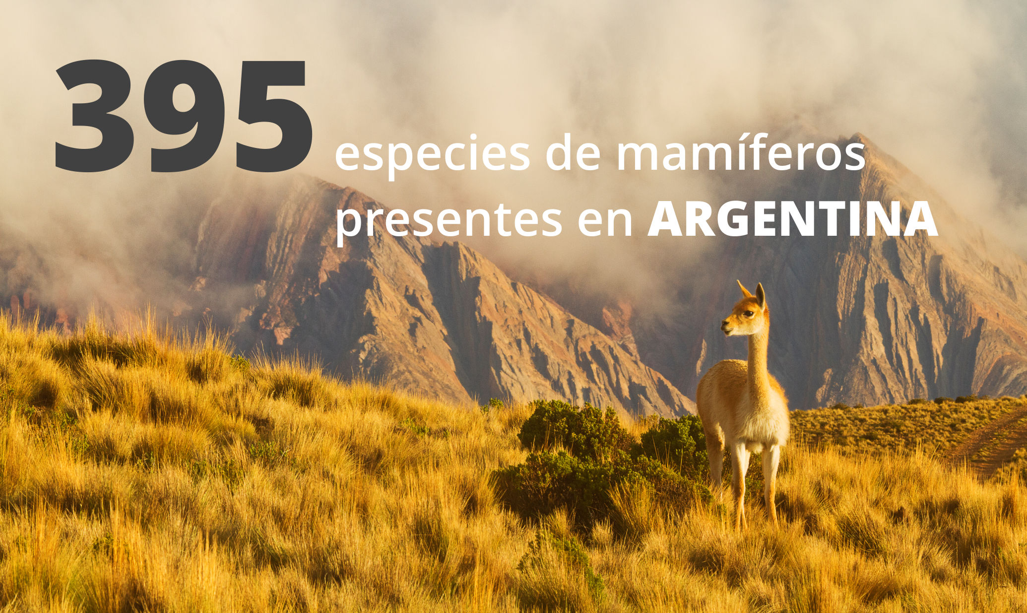 Hay 395 especies de mamíferos en Argentina. Foto: Francisco Rebollo Paz