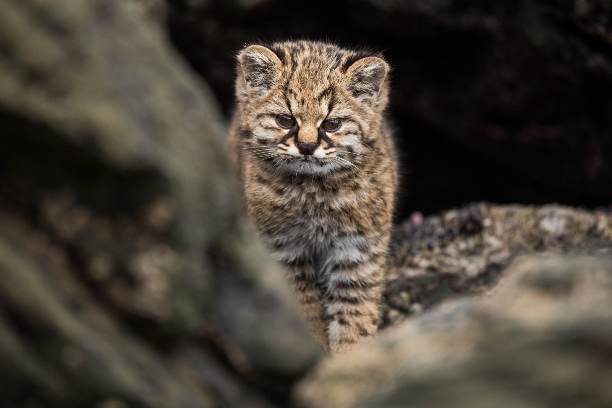 Foto de Leopardus guigna por Eduardo Minte Hess