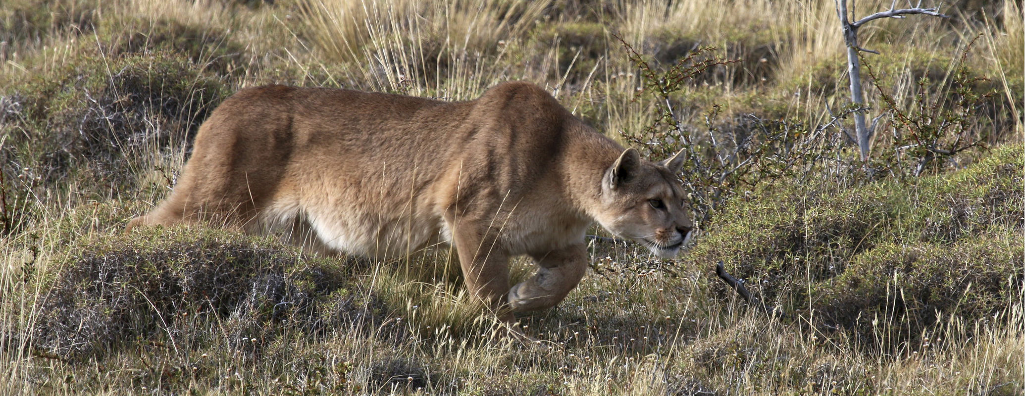 Puma concolor. Foto: Paul Cottis