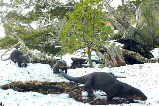 Foto: Proyecto Huillín Tierra del Fuego
