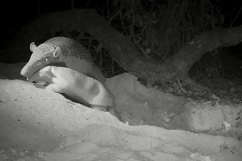 Foto: Giant Armadillo Conservation Program/ICAS