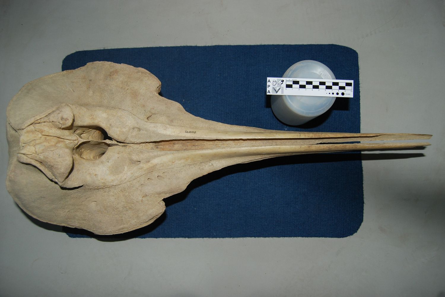 Cráneo en vista dorsal. Foto: Laboratorio de Mamíferos Marinos/CENPAT