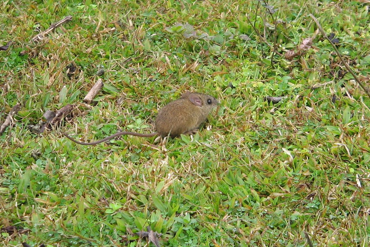 Foto: Ignacio Ferro